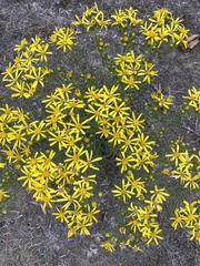 Senecio spartioides