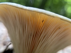 Lactarius psammicola