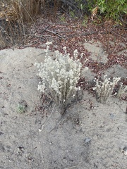 Pseudognaphalium beneolens