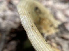 Lactarius psammicola