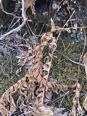 Polypodium glycyrrhiza