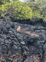 Sula nebouxii excisa