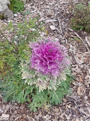 Brassica oleracea acephala