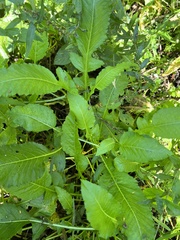 Rorippa