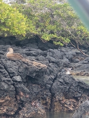 Sula nebouxii excisa