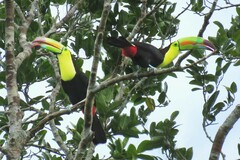 Ramphastos sulfuratus