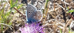 Polyommatus bellargus