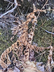 Polypodium glycyrrhiza
