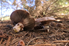 Gomphidius glutinosus