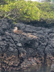 Sula nebouxii excisa