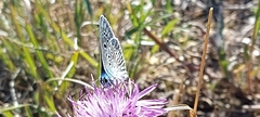 Polyommatus bellargus