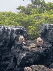 Sula nebouxii excisa