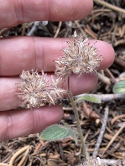 Phacelia mutabilis