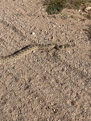 Crotalus viridis
