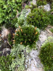 Ulota crispa