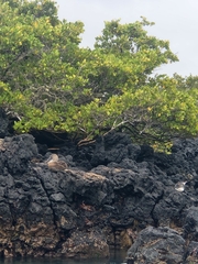 Sula nebouxii excisa