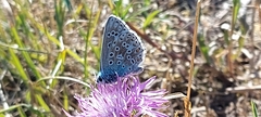 Polyommatus bellargus