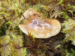 Basidiomycota