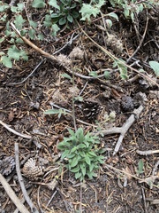 Phacelia mutabilis