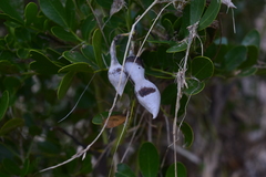 Dermatophyllum secundiflorum
