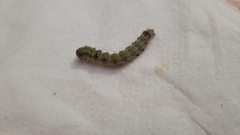 Helicoverpa armigera