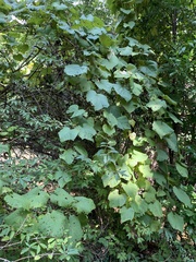 Vitis aestivalis