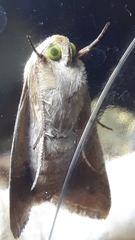 Helicoverpa armigera