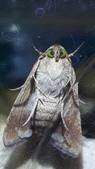 Helicoverpa armigera