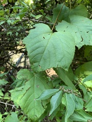 Vitis aestivalis