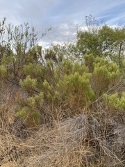 Baccharis sarothroides