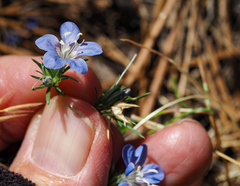Eriastrum sapphirinum