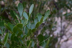 Dermatophyllum secundiflorum