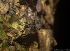 Onidistus araneus