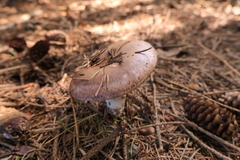 Gomphidius glutinosus