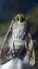 Helicoverpa armigera