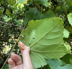 Vitis aestivalis