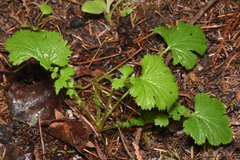 Geum macrophyllum