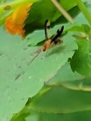 Toxonevra superba