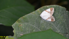 Sphragifera biplagiata