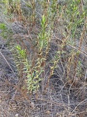Baccharis glutinosa