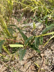 Chamaecrista fasciculata