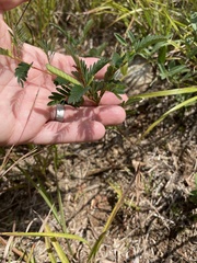 Chamaecrista fasciculata
