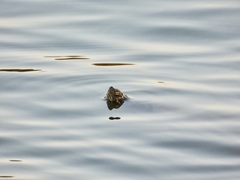 Pseudemys concinna concinna