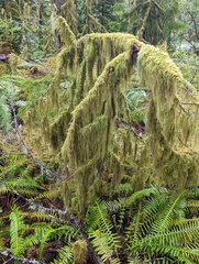 Pseudisothecium stoloniferum