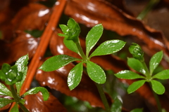Galium triflorum