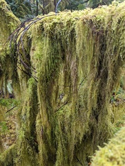 Pseudisothecium stoloniferum