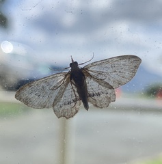 Chloroclystis filata