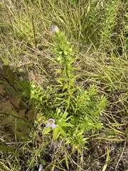 Ionactis linariifolia