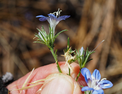 Eriastrum sapphirinum