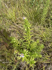 Ionactis linariifolia